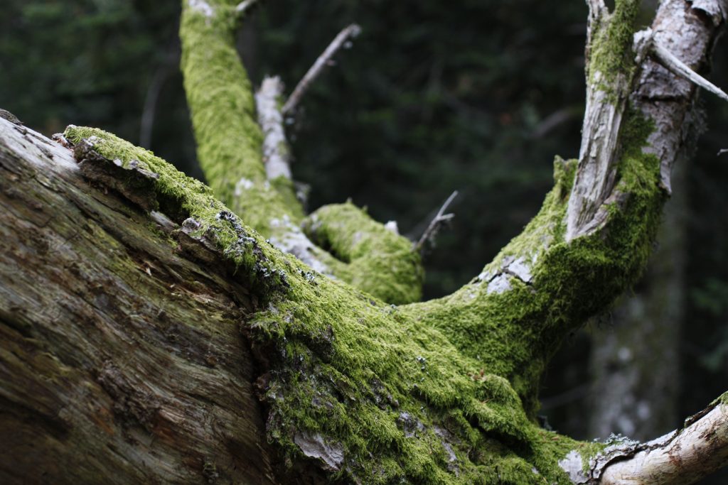 Parc naturel des Monts d'Ardèche - 2015